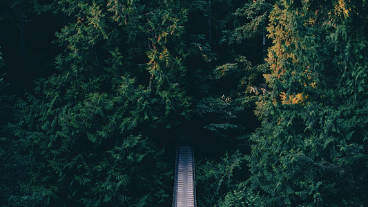 What if we regrew forests?
